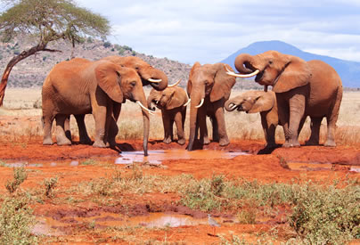2 Days-Tsavo-east-tsavo-west