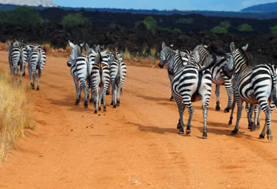 4 Days Tsavo West, Amboseli & Tsavo East