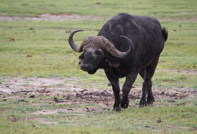 6 Days, Samburu, Nakuru, Mara