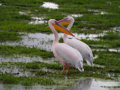 Lake nakuru national park