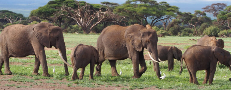 11 Days Tsavo East West – Amboseli, Samburu, Sweet waters, Nakuru Amboseli, Nairobi