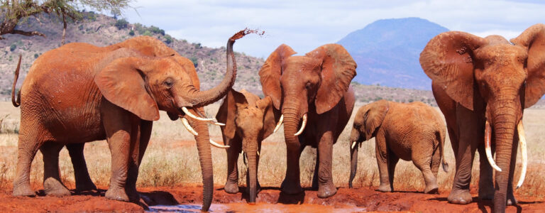2 days one night Tsavo East West