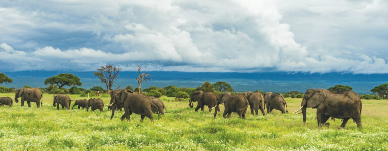 3 days (2 nights) amboseli and masaai mara