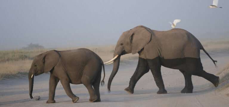 3 days (2 nights) amboseli and masaai mara_2