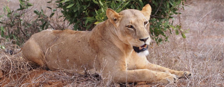 3 days Tsavo East West