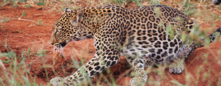 4 Days Nights) Tsavo East West
