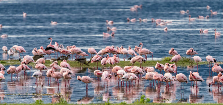 5 Days (4 nights) Tsavo East West Amboseli_