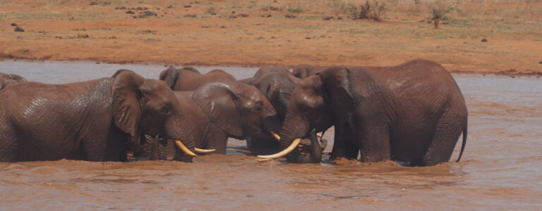 5 Days Tsavo East West Amboseli