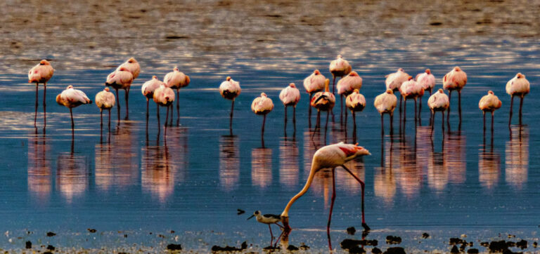 6 Days, Samburu, Nakuru, Mara_1