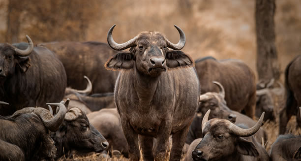 samburu national park